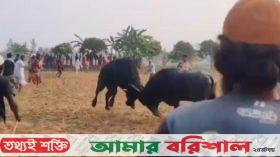 কলাপাড়ায় ঐতিহ্যবাহী মহিষের লড়াই অনুষ্ঠিত