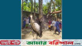 বরগুনায় ইউপি সদস্যের নেতৃত্বে আহত মদনটাক জবাই করে মাংস ভাগাভাগি!