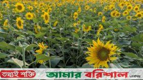 পটুয়াখালীতে বেড়েছে সূর্যমুখীর চাষ
