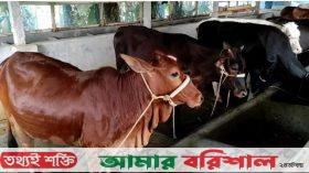 পটুয়াখালীতে কোরবানির জন্য প্রস্তুত ১ লাখ ৩৩ হাজার পশু