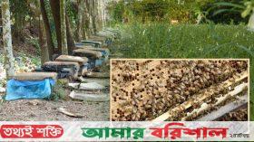 পিরোজপুরে তিলখেতে মধু চাষ, প্রথমবারেই সাফল্য