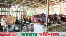 ভোলায় দেশীয় পদ্ধতিতে গবাদিপশু মোটাতাজা করছেন খামারিরা
