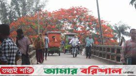 পিরোজপুরে ব্যস্ত সড়কে মুগ্ধতা ছড়াচ্ছে রঙিন কৃষ্ণচূড়া