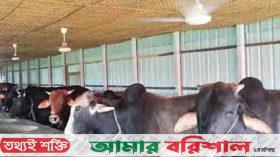 পিরোজপুরে কুরবানির জন্য চাহিদার চেয়ে বেশি পশু প্রস্তুত, পরিচর্যায় ব্যস্ত খামারিরা