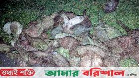 ঝালকাঠিতে বাবুই পাখি হত্যার ঘটনায় ২ মামলা