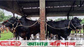 ভোলায় ১৬ থেকে ২২ মণ ওজনের গরু নিয়ে বিপাকে খামারিরা