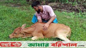 পটুয়াখালীতে লাম্পি স্কিন রোগ নিয়ে মহাবিপদে খামারিরা