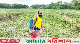 ভোলায় নিম্নচাপের প্রভাবে কৃষির ক্ষতি চার কোটি টাকা