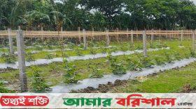 বৃষ্টিতে ডুবছে কৃষকের স্বপ্ন