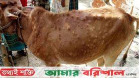 বরগুনায় লাম্পি স্কিন রোগে তিন শতাধিক গরুর মৃত্যু