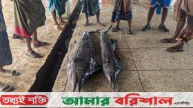 গভীর সমুদ্রে ধরা পড়ল দু’টি বিরল পাখি মাছ