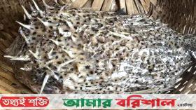 জেলের জালে সজারু মাছ