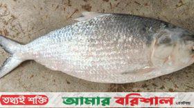 বঙ্গোপসাগরের এক ইলিশ বিক্রি হলো ৬ হাজার টাকায়