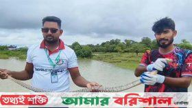৫ ফুট দৈর্ঘ্যের তীব্র বিষধর পদ্ম গোখরা সাপ উদ্ধার করে বনে অবমুক্ত