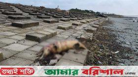 কুয়াকাটায় ভেসে এলো ৮ ফুট লম্বা মৃত ডলফিন