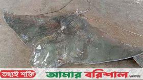 কুয়াকাটায় জেলের জালে ধরা পড়লো বিরল প্রজাতির একটি বাদুর মাছ