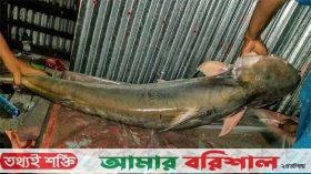 বরগুনায় এক পাঙাস সাড়ে ২৩ হাজারে বিক্রি