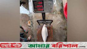 এক ইলিশ বিক্রি ৬ হাজার টাকায়