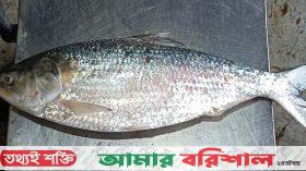 কুয়াকাটায় ধরা পড়লো বড় ইলিশ, ৫৮৭৫ টাকায় বিক্রি