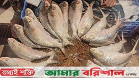 ভোলায় বেড়েছে ইলিশের সরবরাহ