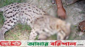 আহত মেছো বাঘকে পিটিয়ে মারলো এলাকাবাসী
