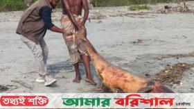 কুয়াকাটা সৈকতে ভেসে এলো মৃত ডলফিন