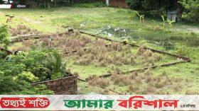 দক্ষিণাঞ্চলে কমছে আবাদি জমি