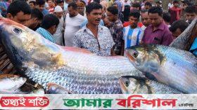 রুপালি ইলিশের গল্পে জেলেদের শোকগাথা