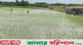 লালমোহনে অতিবৃষ্টির কারণে আমন আবাদে বিপাকে কৃষকরা
