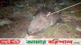 কলাপাড়ায় বিরল প্রজাতির সজারু উদ্ধার