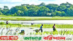 বাউফলে জমিতে আমন রোপণে ব্যস্ত কৃষক