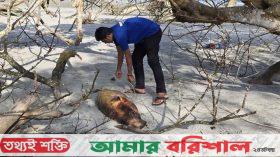 কুয়াকাটা সৈকতে ভেসে এলো ১০ ফুট লম্বা ইরাবতী ডলফিন