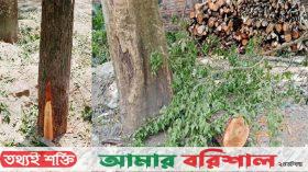 বরিশালে রাতের আঁধারে সরকারি গাছ কাটার সময় জব্দ