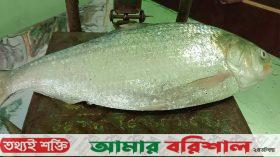 পটুয়াখালীতে এক ইলিশ ৮ হাজার ৭৫০ টাকায় বিক্রি