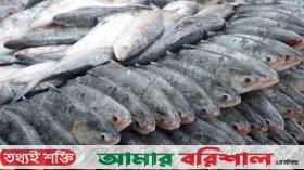 ভারতে ইলিশ রপ্তানির অনুমোদন পেল ৩৭ প্রতিষ্ঠান