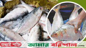 কেন লাগামহীন ইলিশের দাম