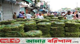 ভোলায় কম দামে পান বিক্রি, হতাশায় কৃষক