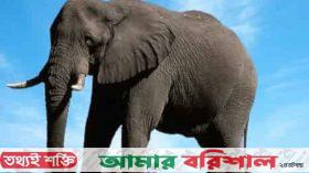 নিবন্ধন পেল নতুন রাজনৈতিক দল, মার্কা হাতি