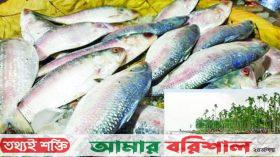কীভাবে বাঁচবে মা ইলিশ