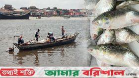 ইলিশ আহরণে বড় পতন, বছরের ব্যবধানে ২৩ শতাংশ হ্রাস