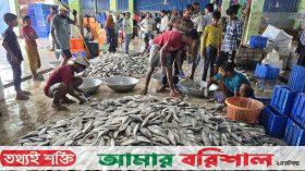 বঙ্গোপসাগর থেকে এক টানে ১৫০ মণ ইলিশ, বিক্রি ৪০ লাখ টাকায়