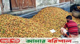 সুপারি দাম কমে যাওয়ায় হতাশ চাষিরা