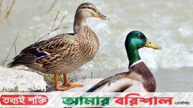 হাঁস খামারে লাভের নতুন দিগন্ত তরুণ উদ্যোক্তা মিজানের