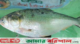 এক ইলিশের দাম ৯ হাজার