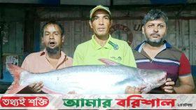 জেলের বড়শীতে ধরা ১৬ কেজির পাঙ্গাশ, বিক্রি ১৫ হাজার