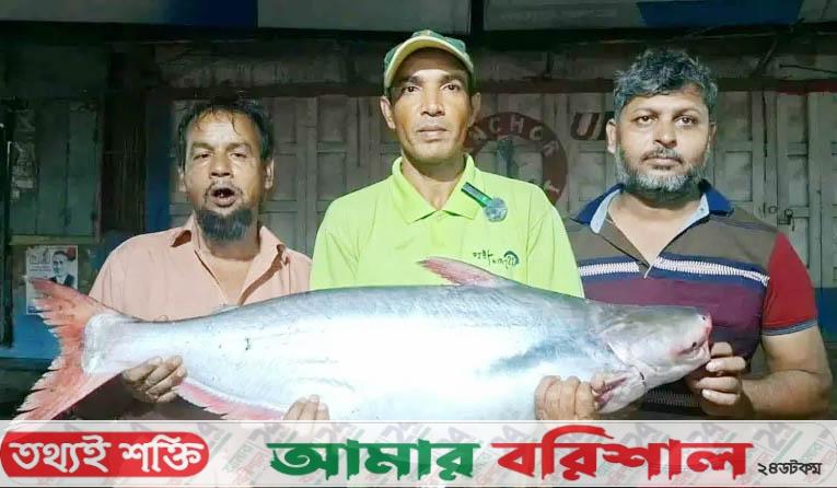 জেলের বড়শীতে ধরা ১৬ কেজির পাঙ্গাশ, বিক্রি ১৫ হাজার