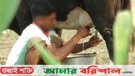 এক লিটার দুধ ১৩ হাজার টাকা