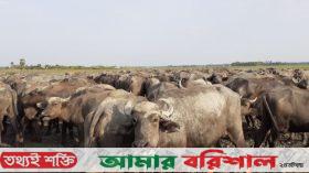 জোয়ার-ভাটার নিয়মে চলে মহিষ বাথান