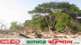 বিলীন হবার পথে বরগুনার টেংরাগিরি বন