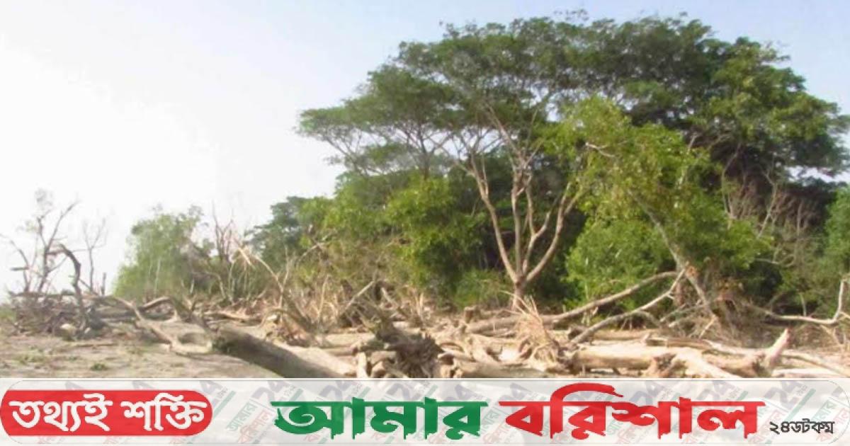 বিলীন হবার পথে বরগুনার টেংরাগিরি বন